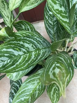 Evergreen Potted/well rooted