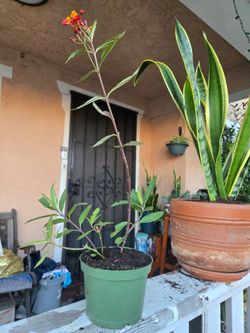 milkweed plant