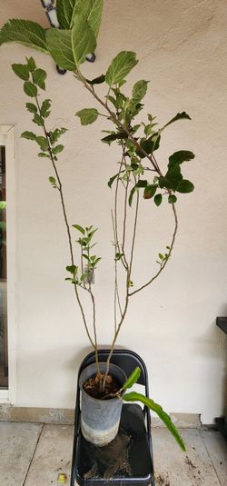 Apple Tree/arbol De Manzana 