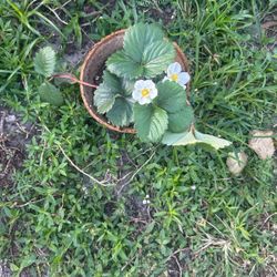 Strawberry Plants