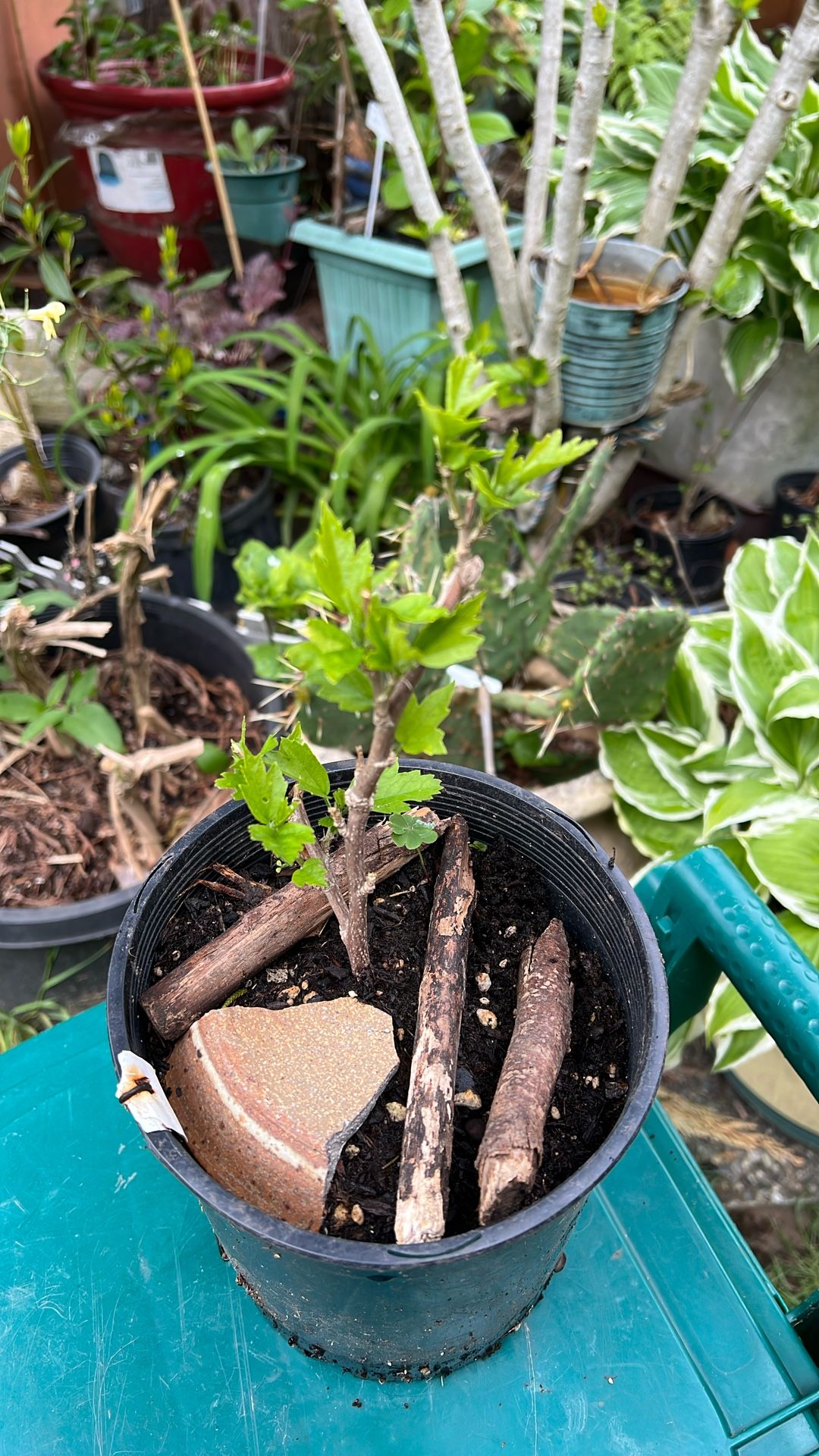 Rose Of Sharon Potted Plant
