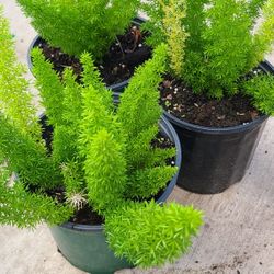Fox Fern 1.5 Gallon 