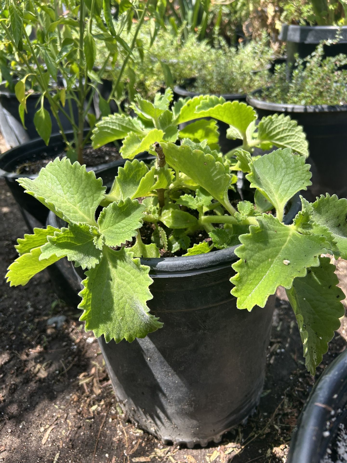Oregano Orejon