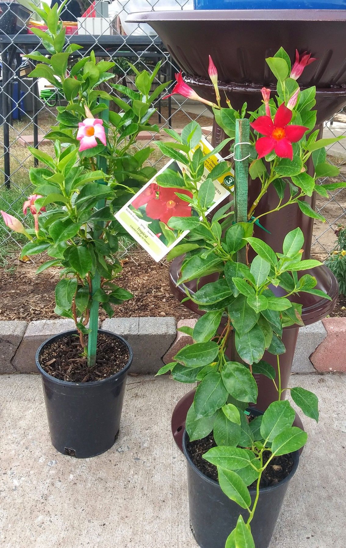 2 Natural Mandevilla Vines (1 red, 1 pink)