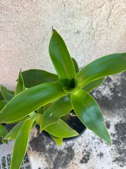 Callisia fragrant