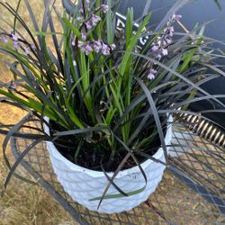 Blooming Purple Mondo Grass In White Glazed Ceramic Pot With Drainage