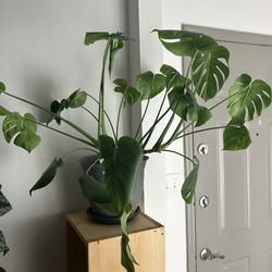 Large 12”  Healthy Monstera  Plant