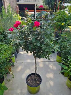Tree Rose Doble Knockout Plants ARRIVE, BEAUTIFUL AND HEALTHY. $45 each