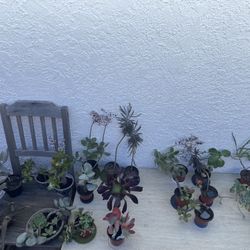 ‼️‼️Moving-out PLANTS SALE! Everything Must Go‼️‼️