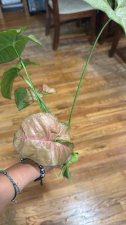 Pink Syngonium cuttings