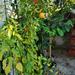 $35.   Árbol De Durazno 🍑 