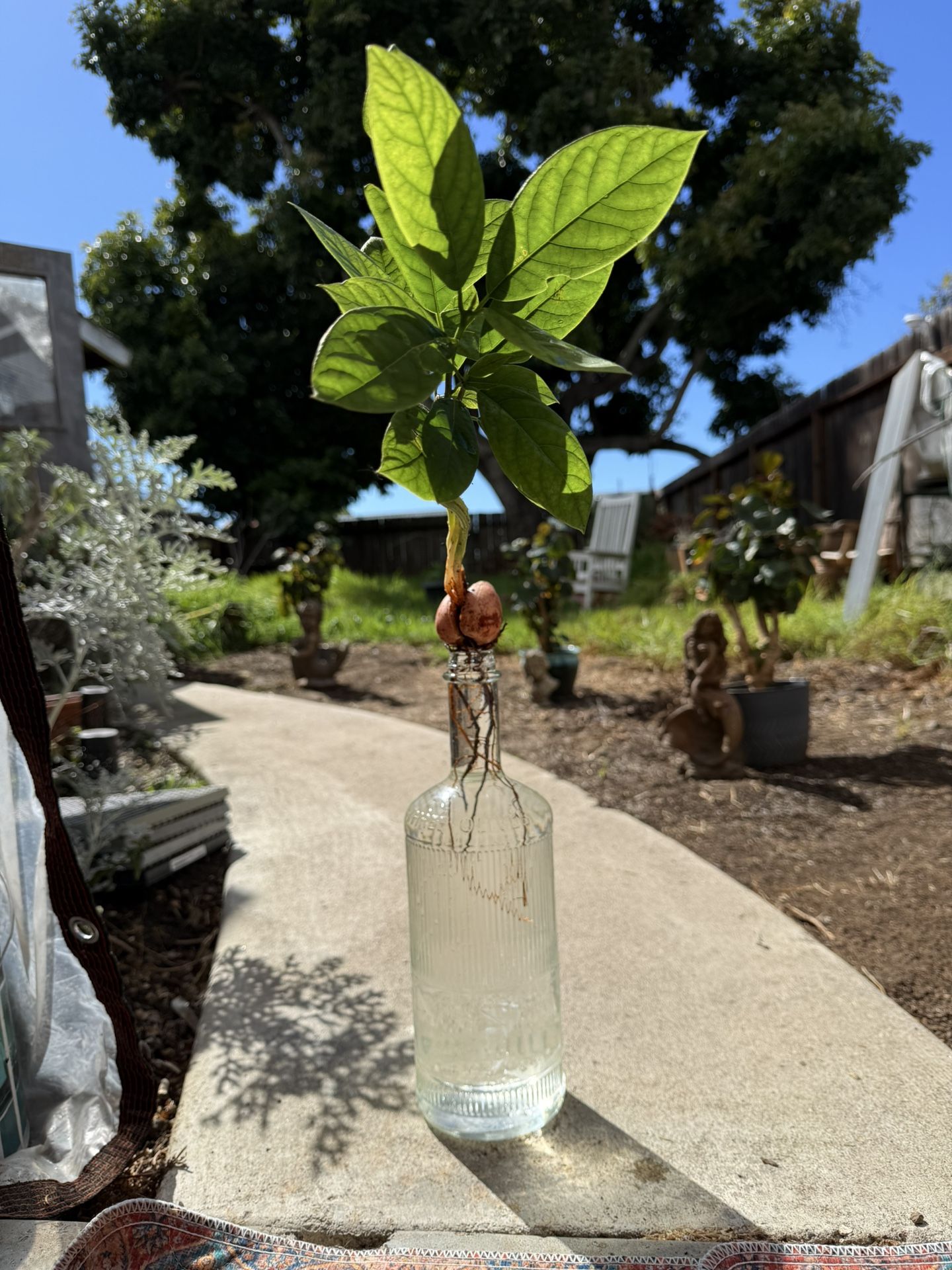 Organic Bacon Avocado π₯ Tree Seedling