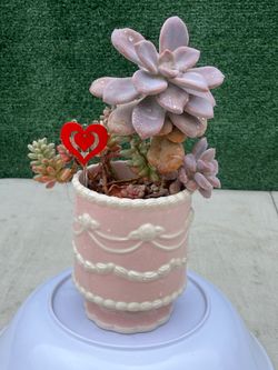 ♥️ Succulent Mix - Birthday Cake Pot
