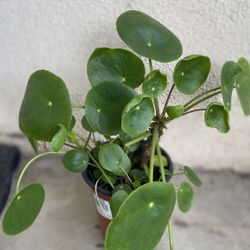 Chinese Money Pilea House Plant, In 6 Inch Pot Pick Up Only