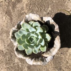 Succulents / gifts