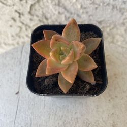 2 Inch Pot Succulent Plant - Sedum Chocolate Variegated - Established - Drought Resistant 🪴 Perfect Baby & Wedding Shower Favors