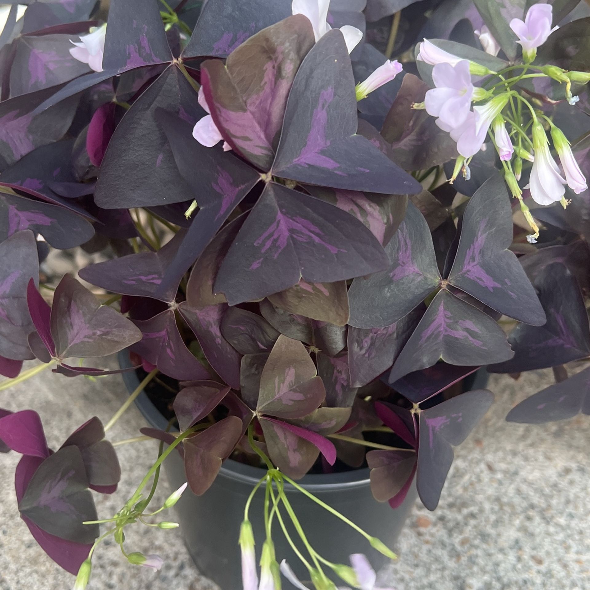 Oxalis