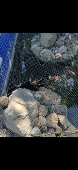 Koi