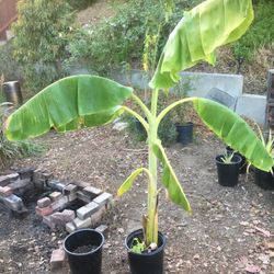 $20 banana tree GROW FRUIT !