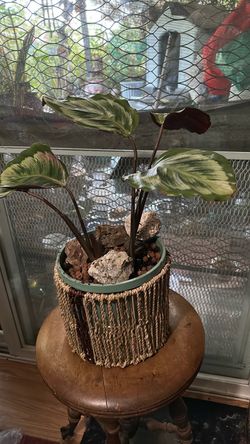 Calathea