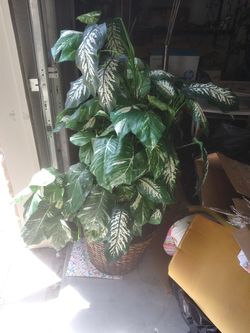 Beautiful silk trees. Potted..persfect condition