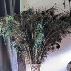 Real Peacock Feathers