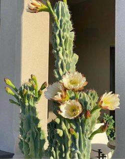 Peruvian Apple Monstrose Clippings - Cereus peruvianus
