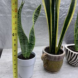 $20 each - FREE DELIVERY when you buy 2 or more
