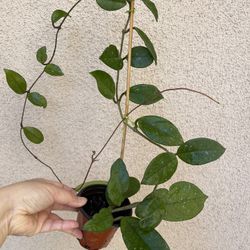 Hoya Carnosa Plant 