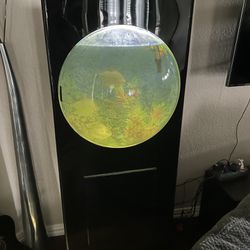 40 Gallon Fish Tank With Fish! 