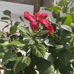 Hibiscus Tree $46 Each