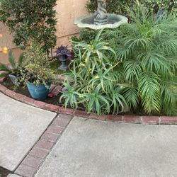 Plants