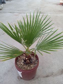 Decorative  palms20.00 dlls .each