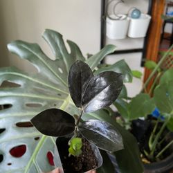 Black Zz Raven House Plant 