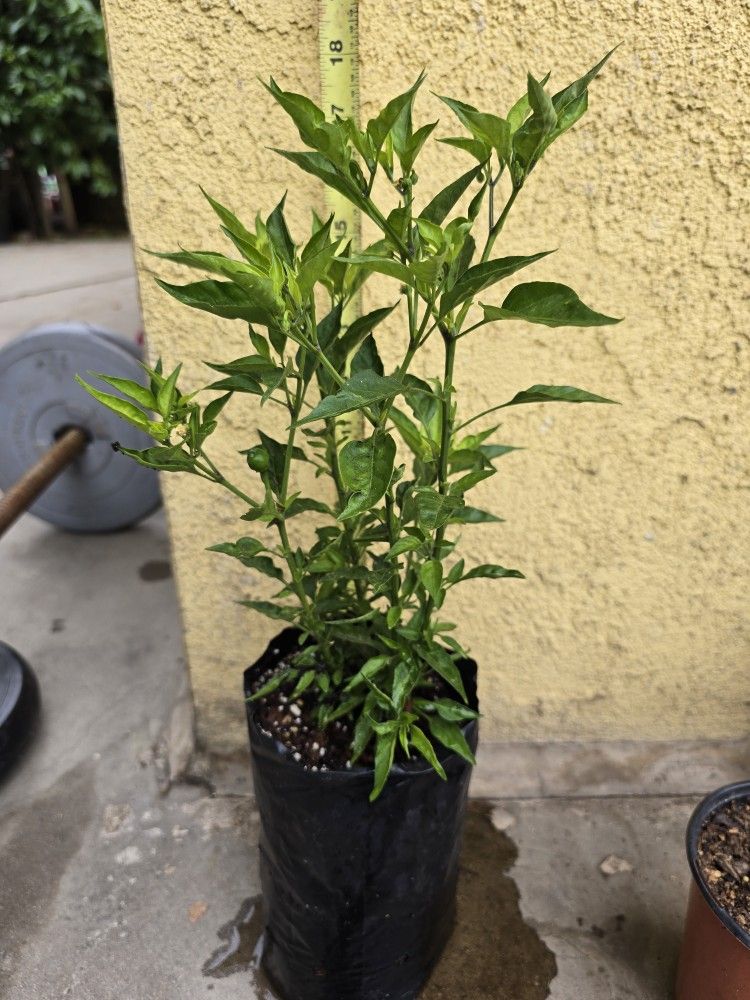 Chiltepin Tenemos Plantas De Venta