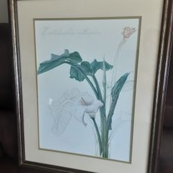 Calla Lily Wall Art 1973