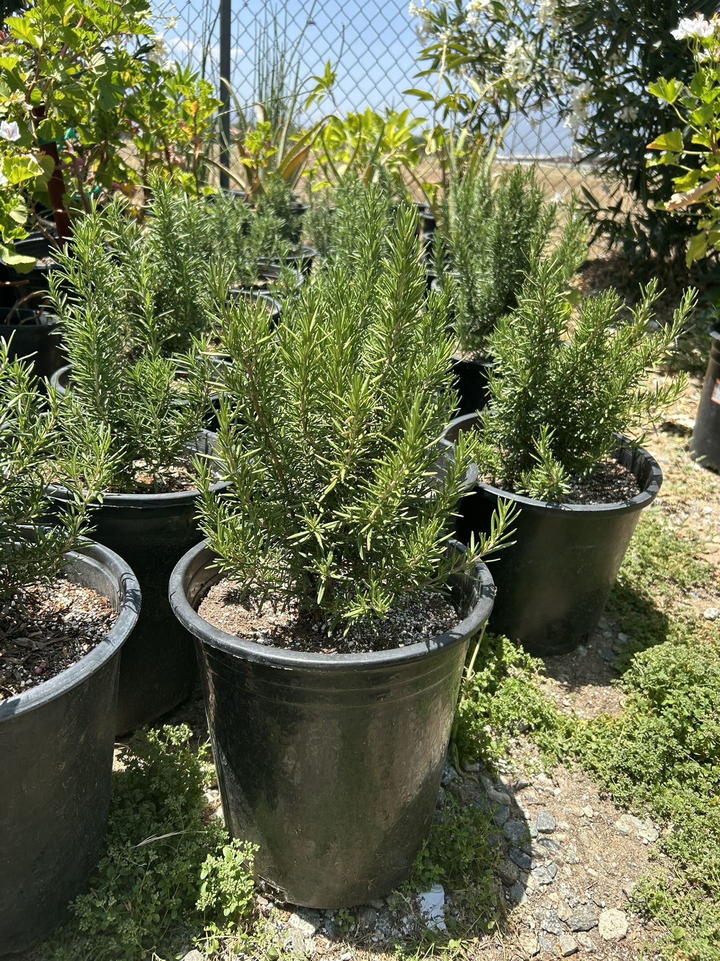 Romero / Rosemary Plant