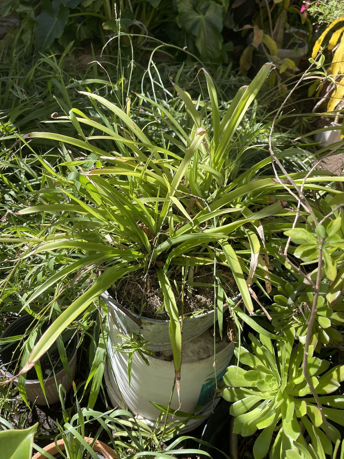 Green Plant Big Beautiful And Full