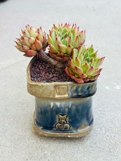 Succulents plants 🪴 （ECHEVERIA TEXENSIS ROSEA）