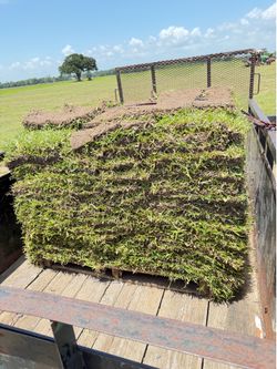 Grass palets/paletas de sacate