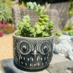 🦉🤎 Cute OWL Planter w 4Inch Succulent Pot 
