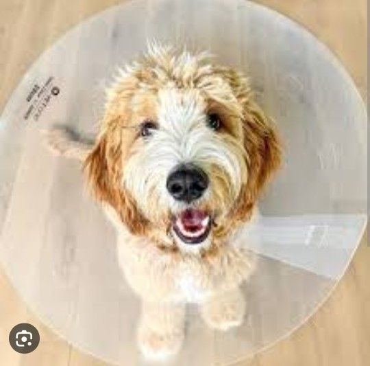 Vet One Dog Surgical Clinic Collar Cone 25cm for Sale in West Palm
