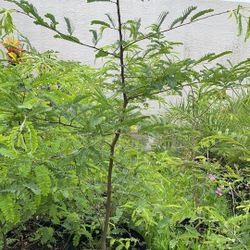 Tamarind Fruit Trees 