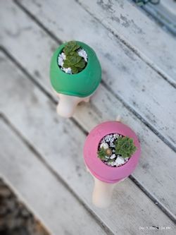 Succulents And Turtles