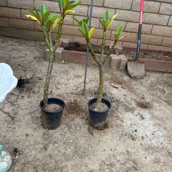 Potted Plumeria Plants