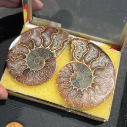Large Fossil Pair