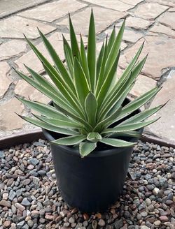 Agave Angustifolia Variegated ( Caribbean Agave ).