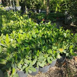 Clusia Hedges 3gl $4.50