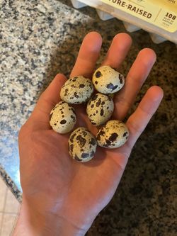 Quail eggs