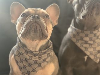 dog clothes